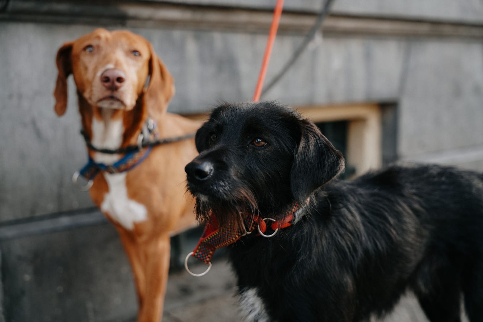 Best Dog Harness for Pulling — Front-Clip Picks