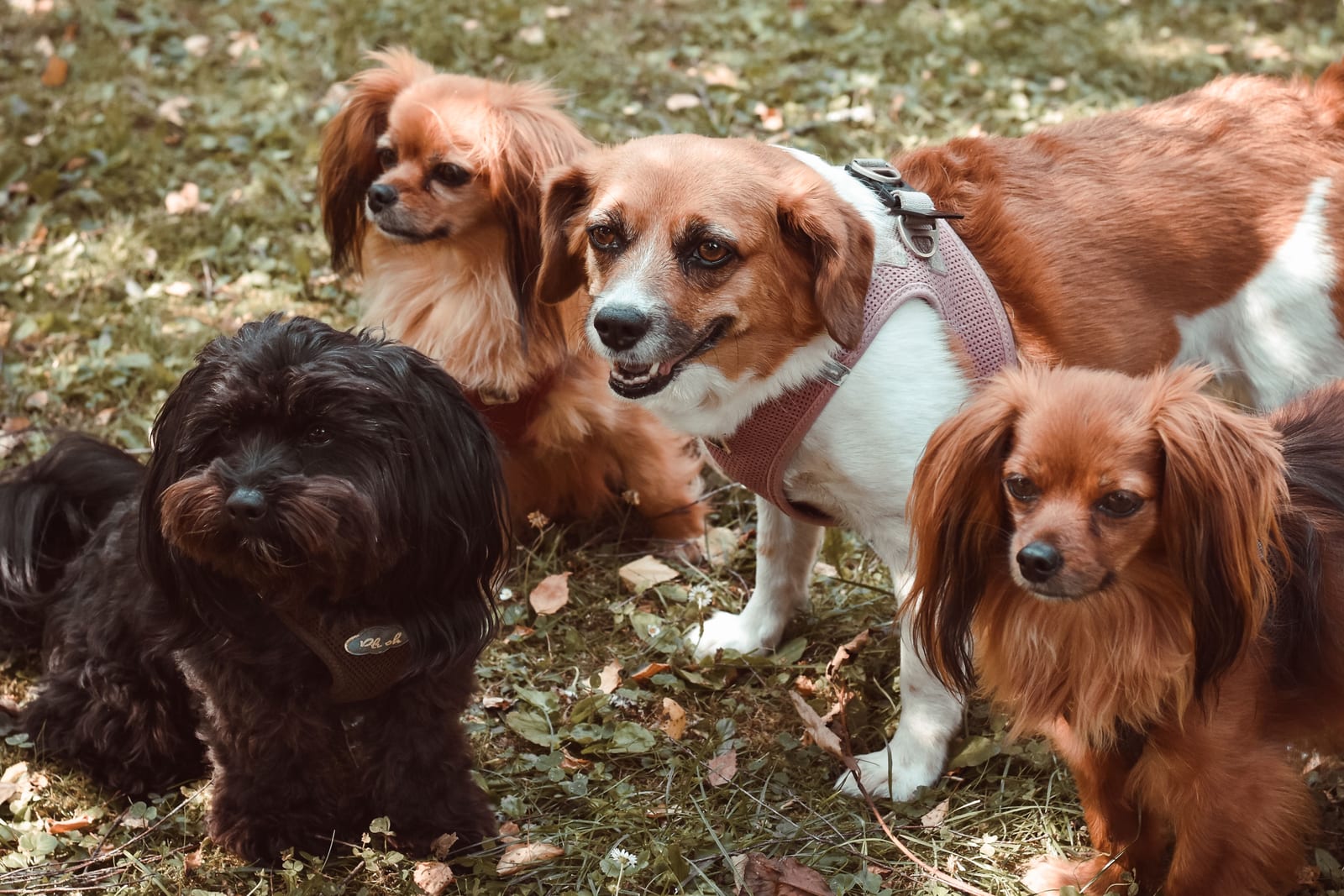 Can Dogs Eat Apples? Yes — Seeds and Core Out