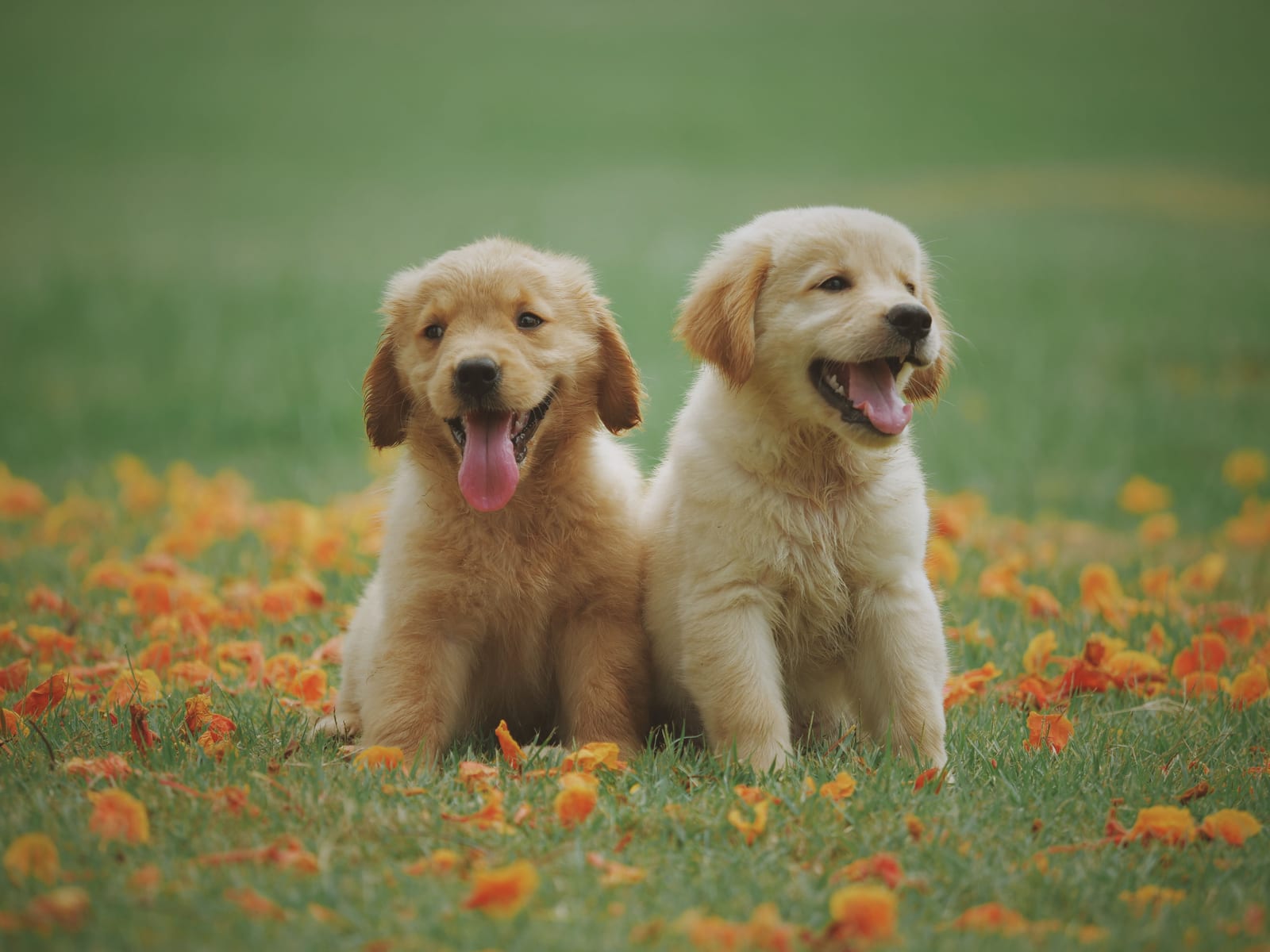 Can Dogs Eat Avocado? Risky — Best Avoided