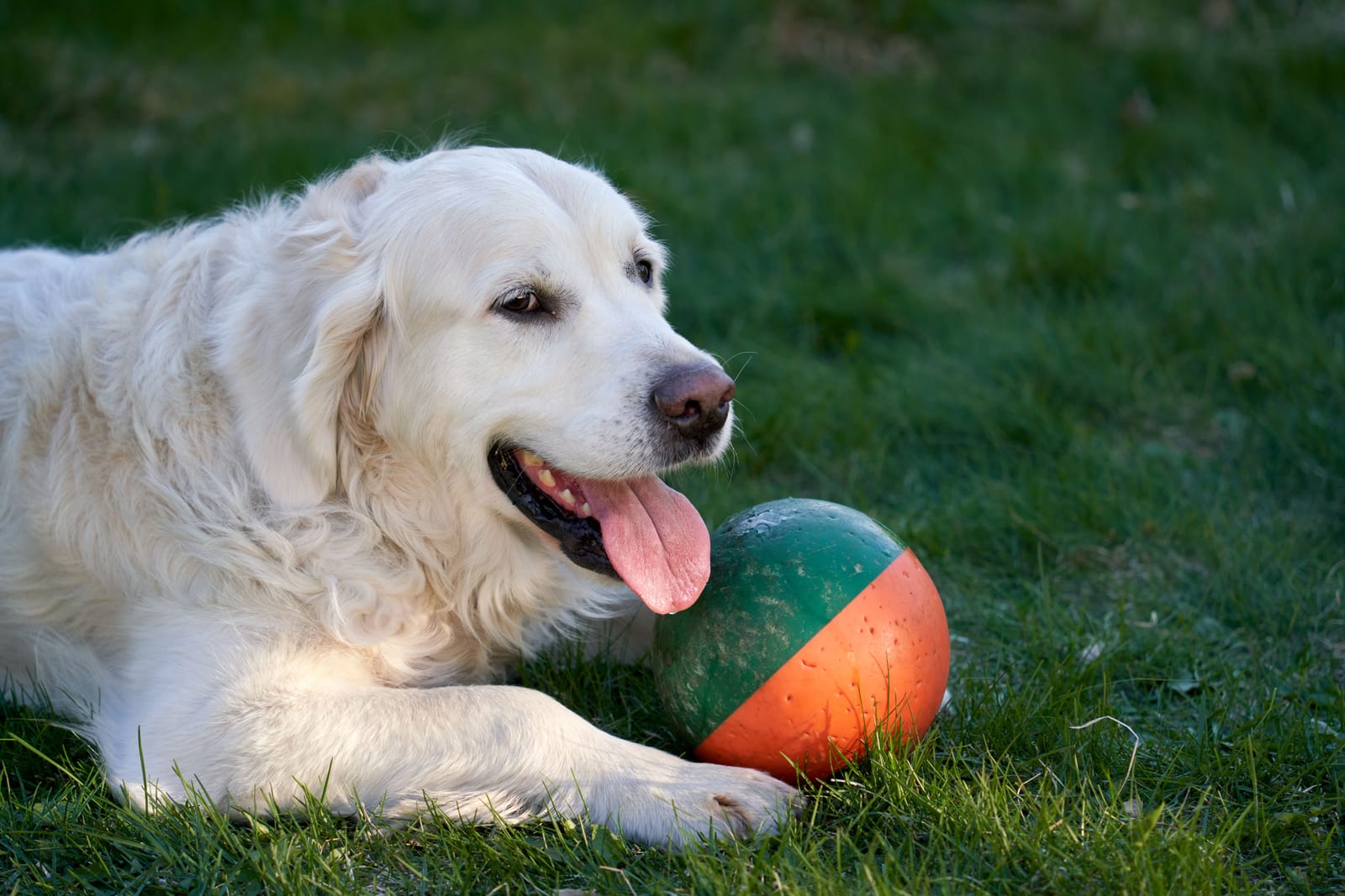 Can Dogs Eat Bananas? Yes — in Moderation