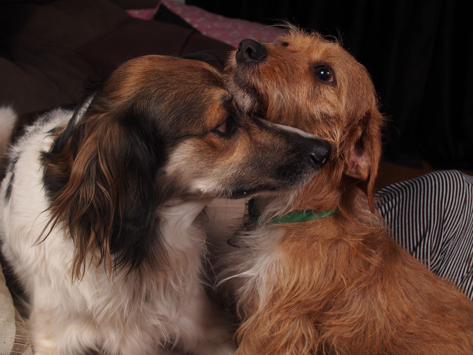 Can Dogs Eat Cheese? In Small Amounts, Sometimes