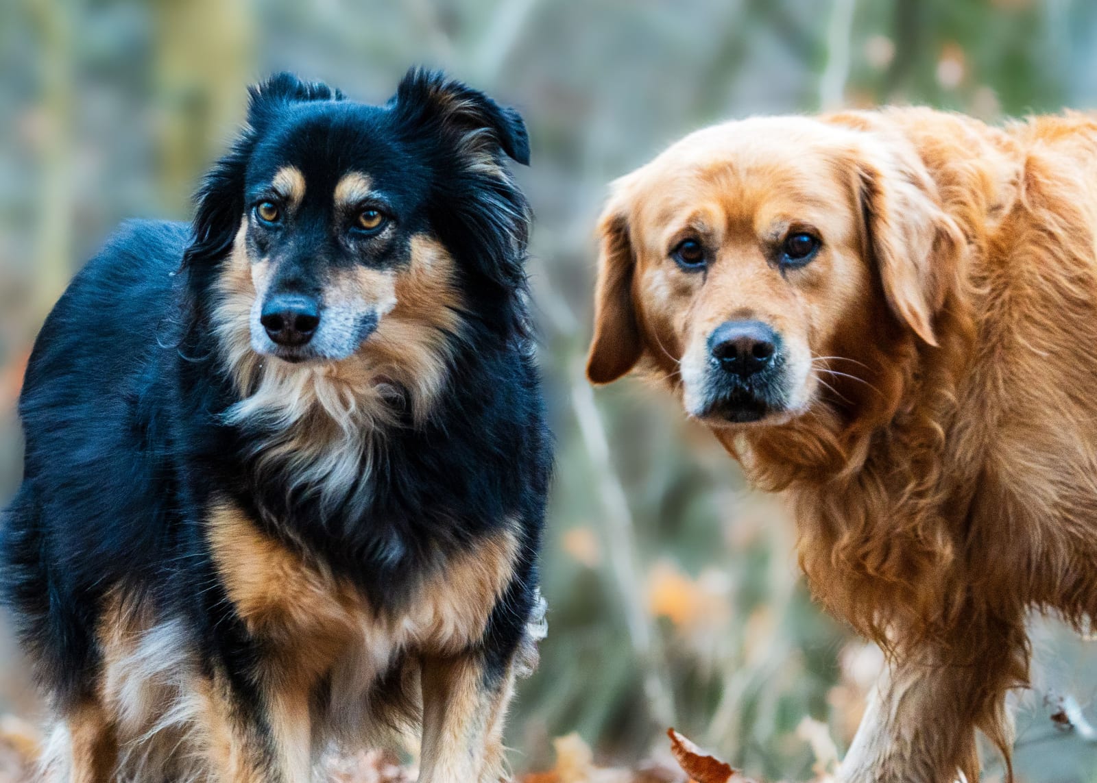 Can Dogs Eat Chocolate? NO — It Is Toxic
