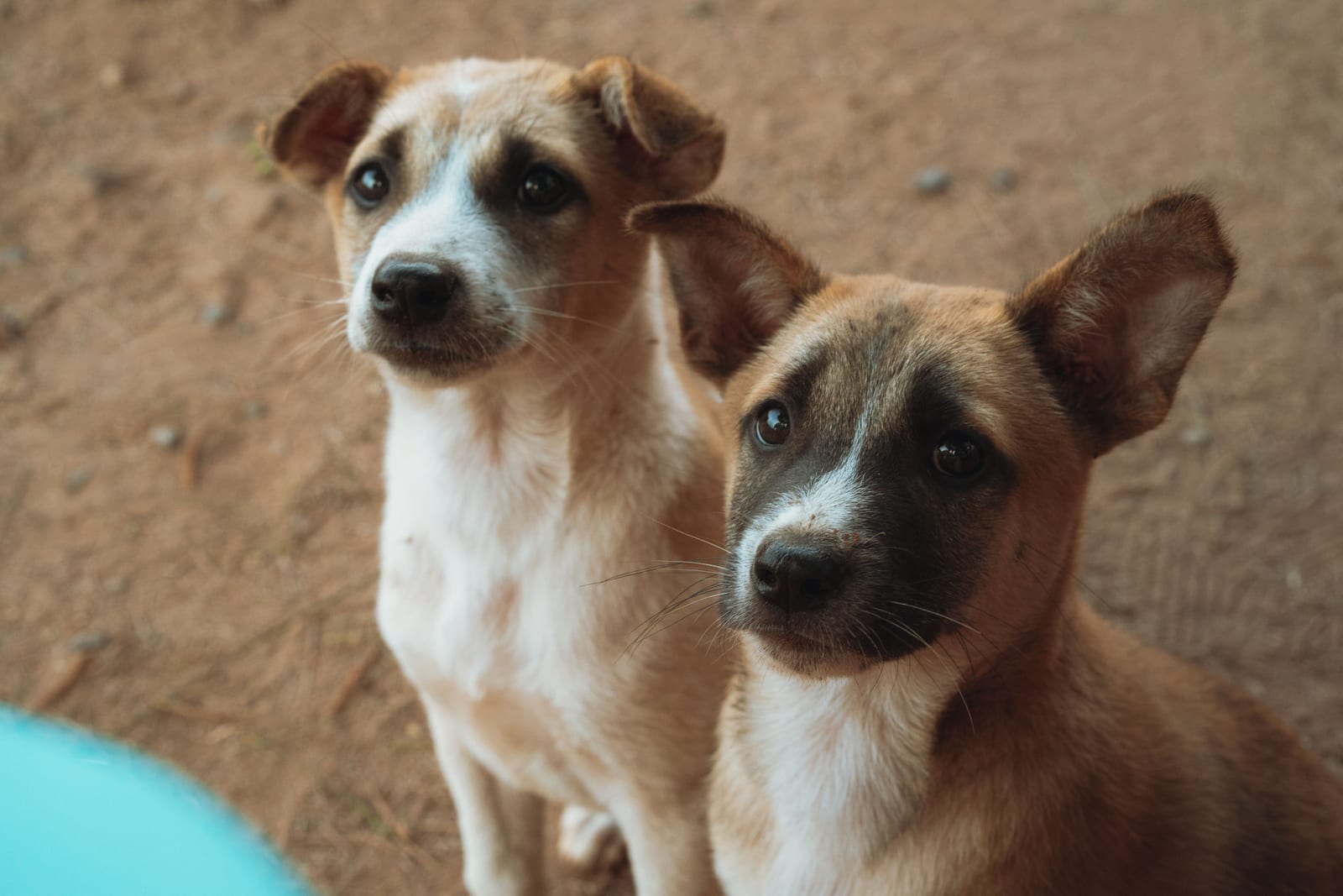 Can Dogs Eat Grapes? NO — They Are Toxic