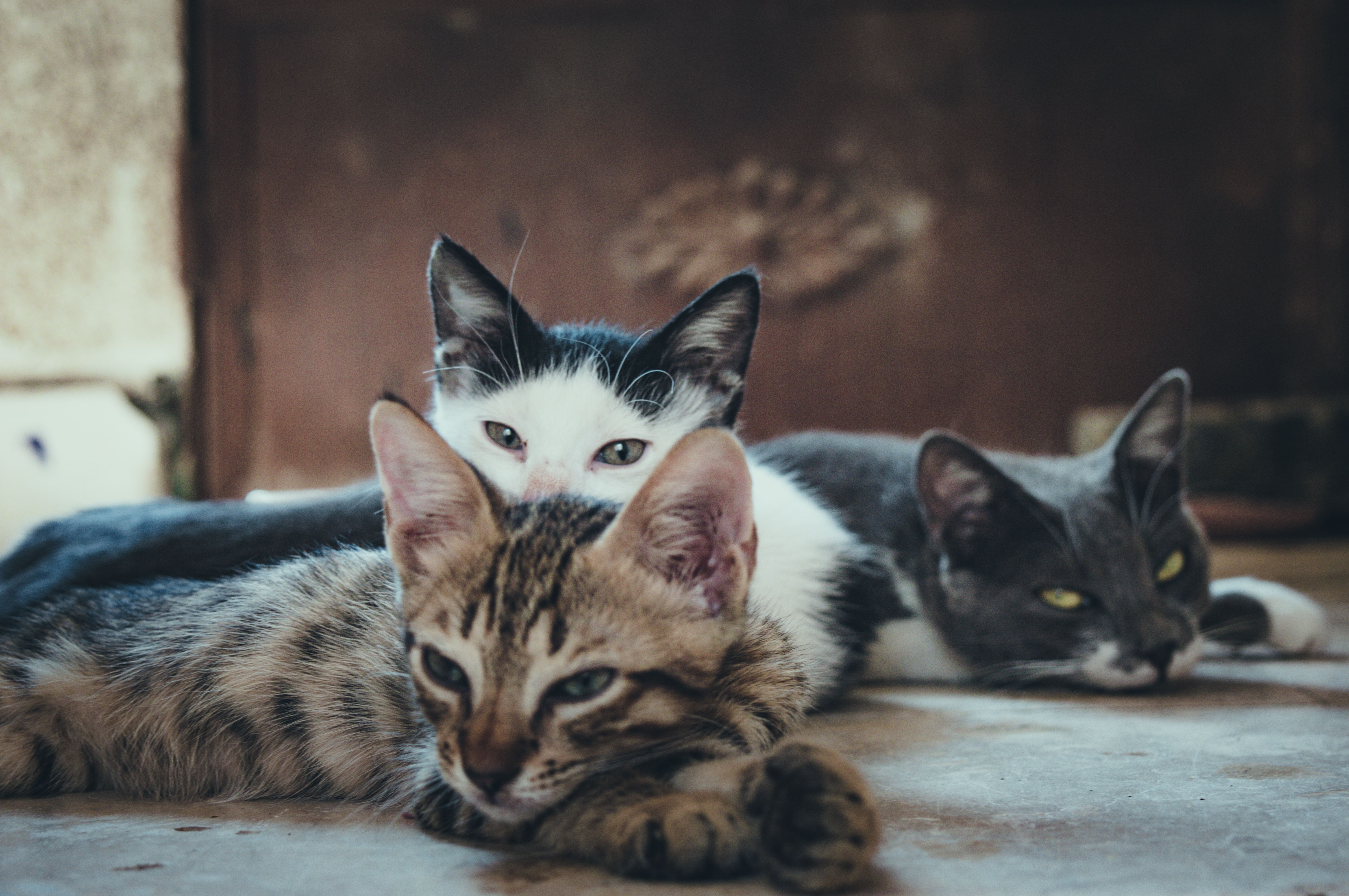 Cat Hairballs — What's Normal and When to Worry