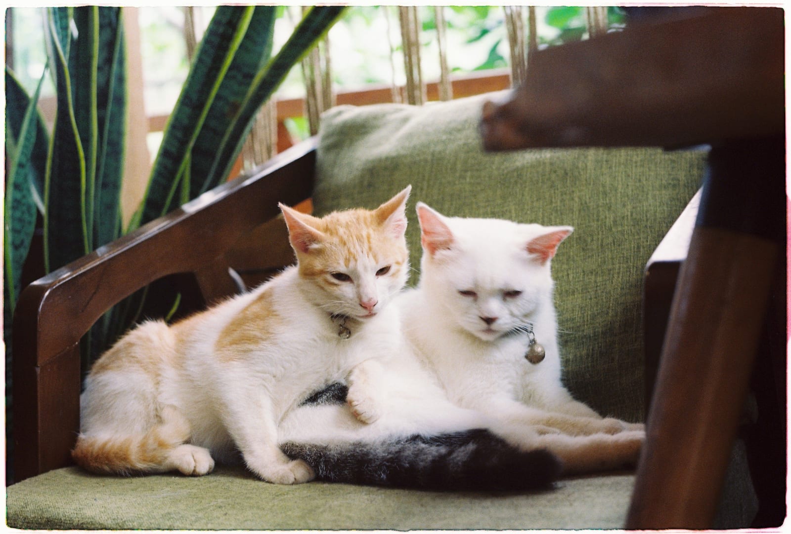 How to Stop a Cat Scratching Furniture