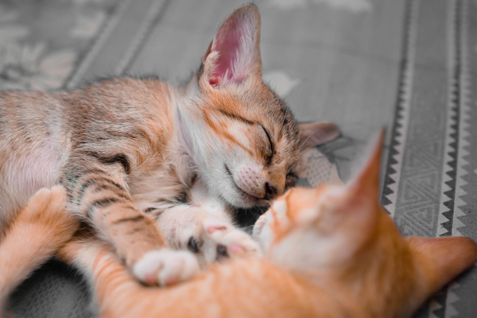 Cat Care Guides — Litter, Scratching & Spraying