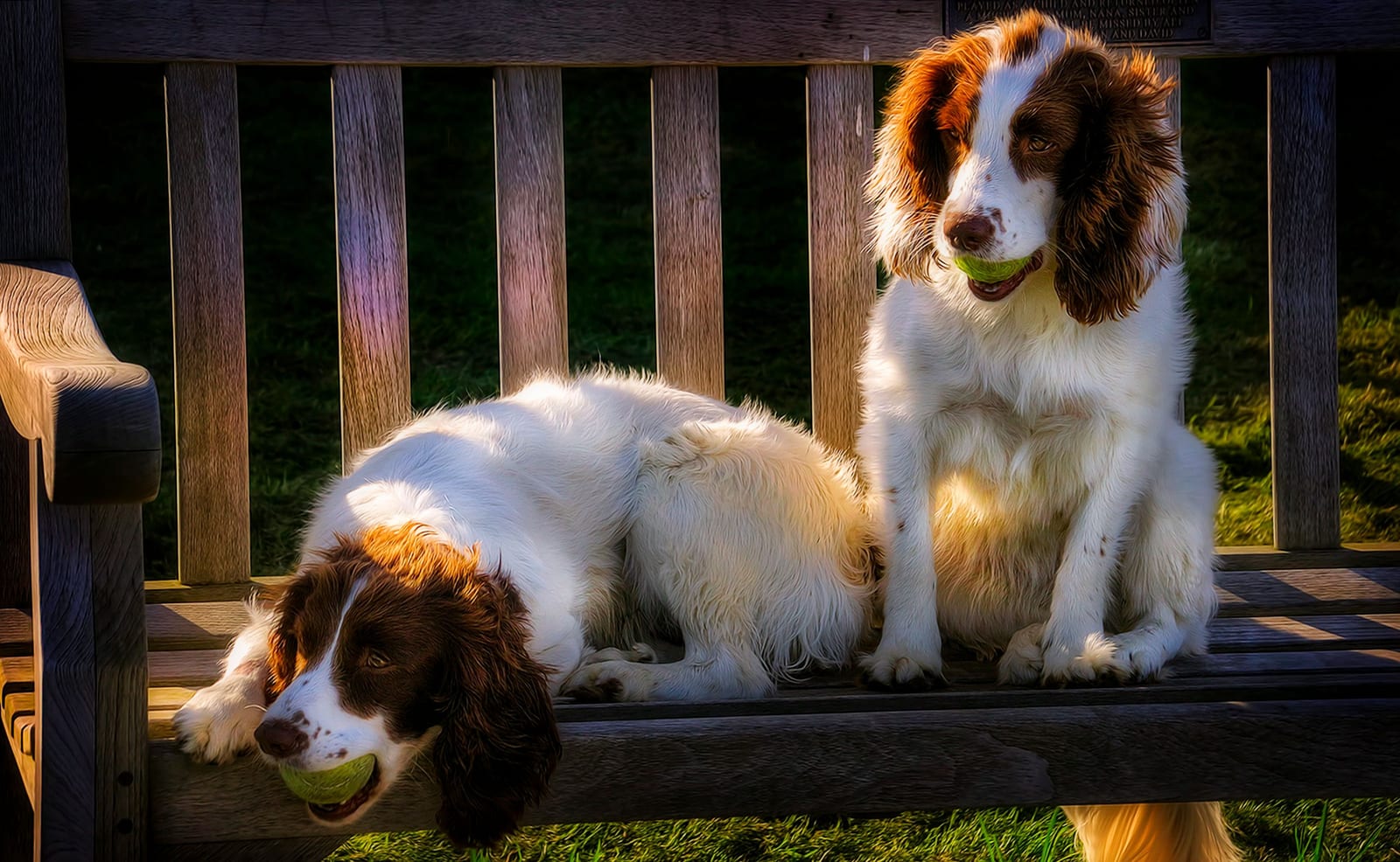 Dog Care & Grooming at Home