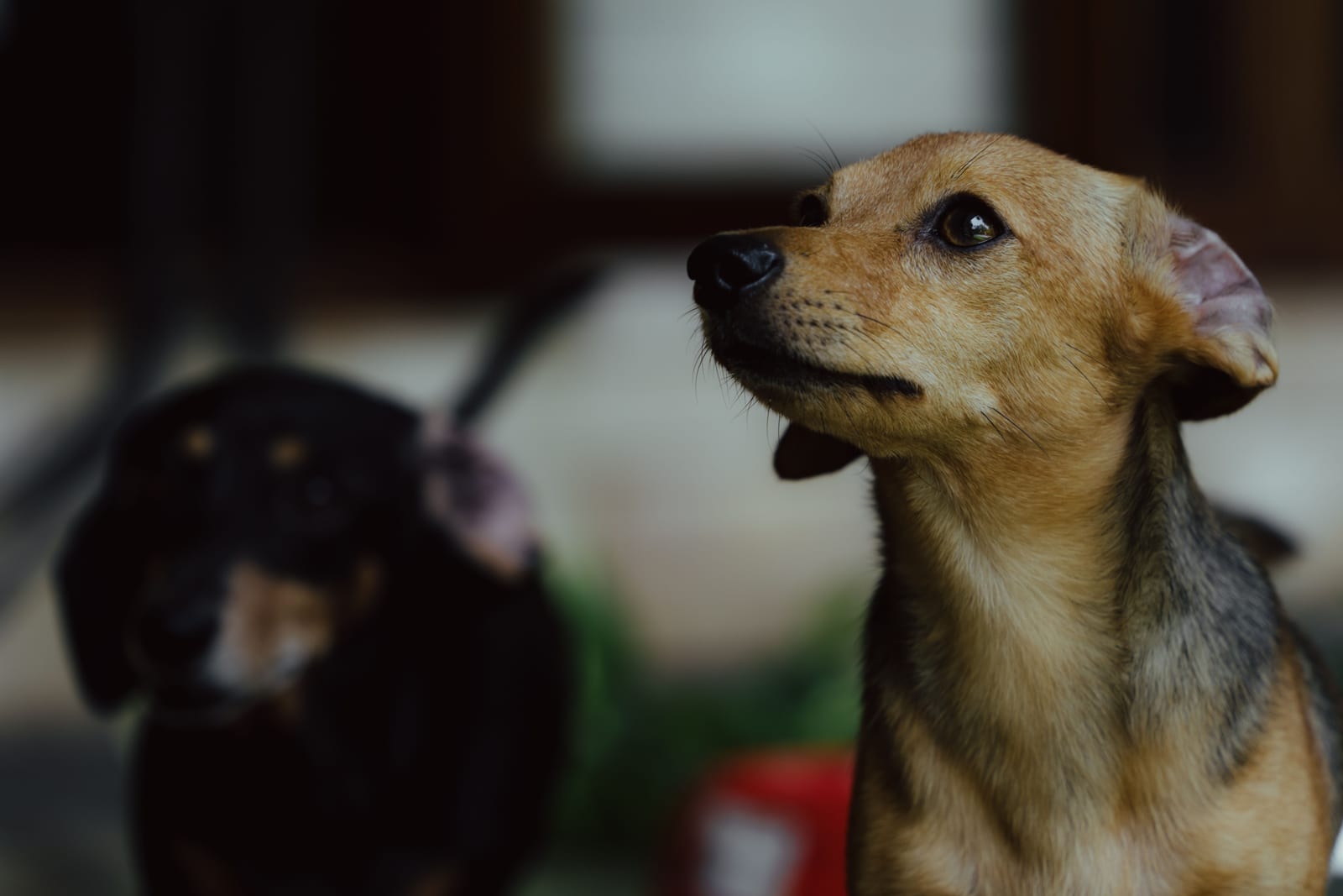 Dog Ear Infection Symptoms and Home Care