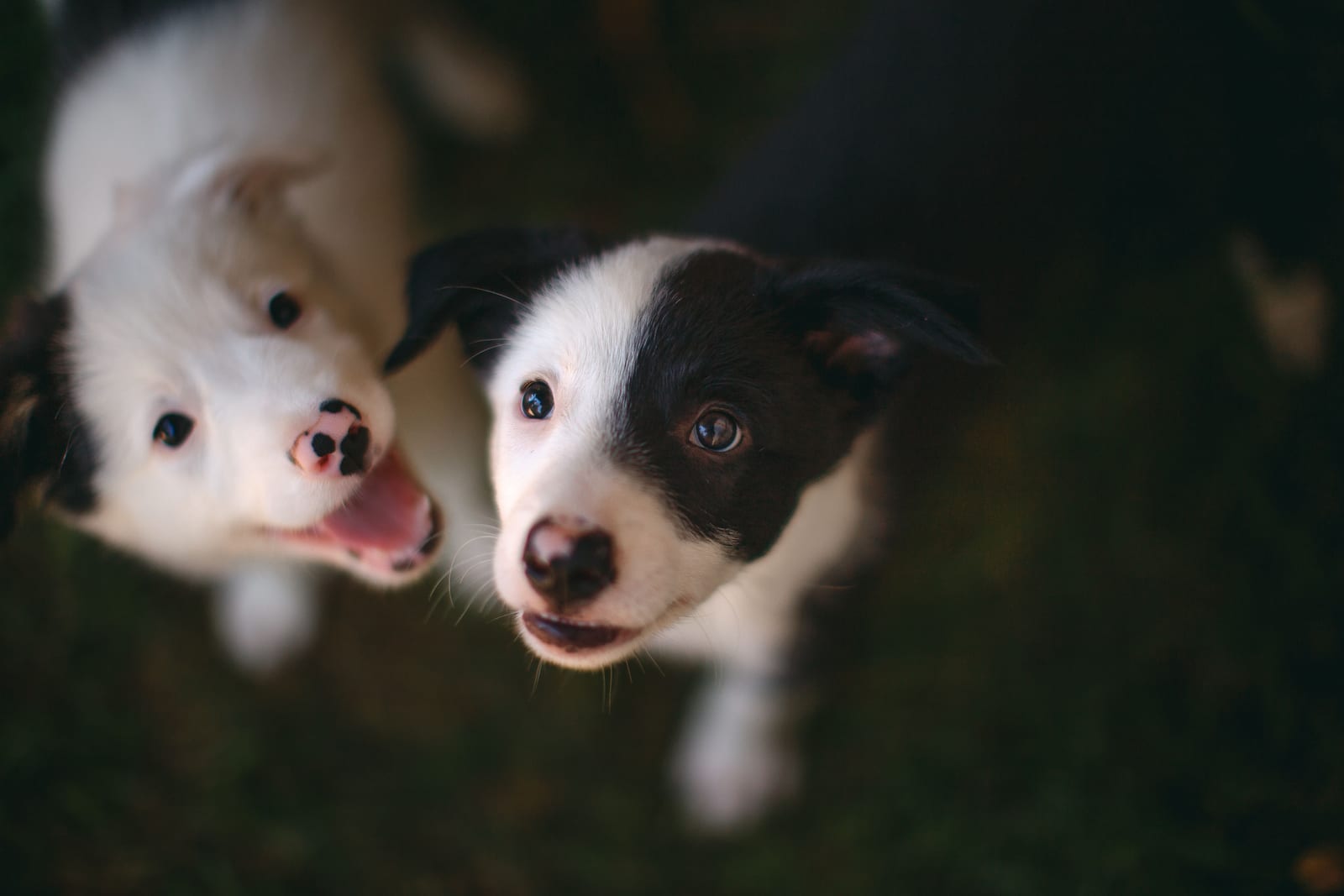 Dog Health & Symptoms — What to Watch For