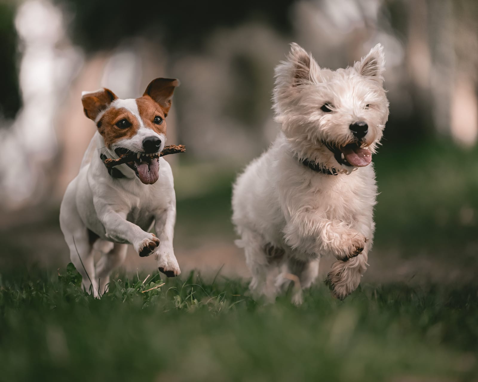 Dog Nutrition — Feeding, Treats & Toxic Foods