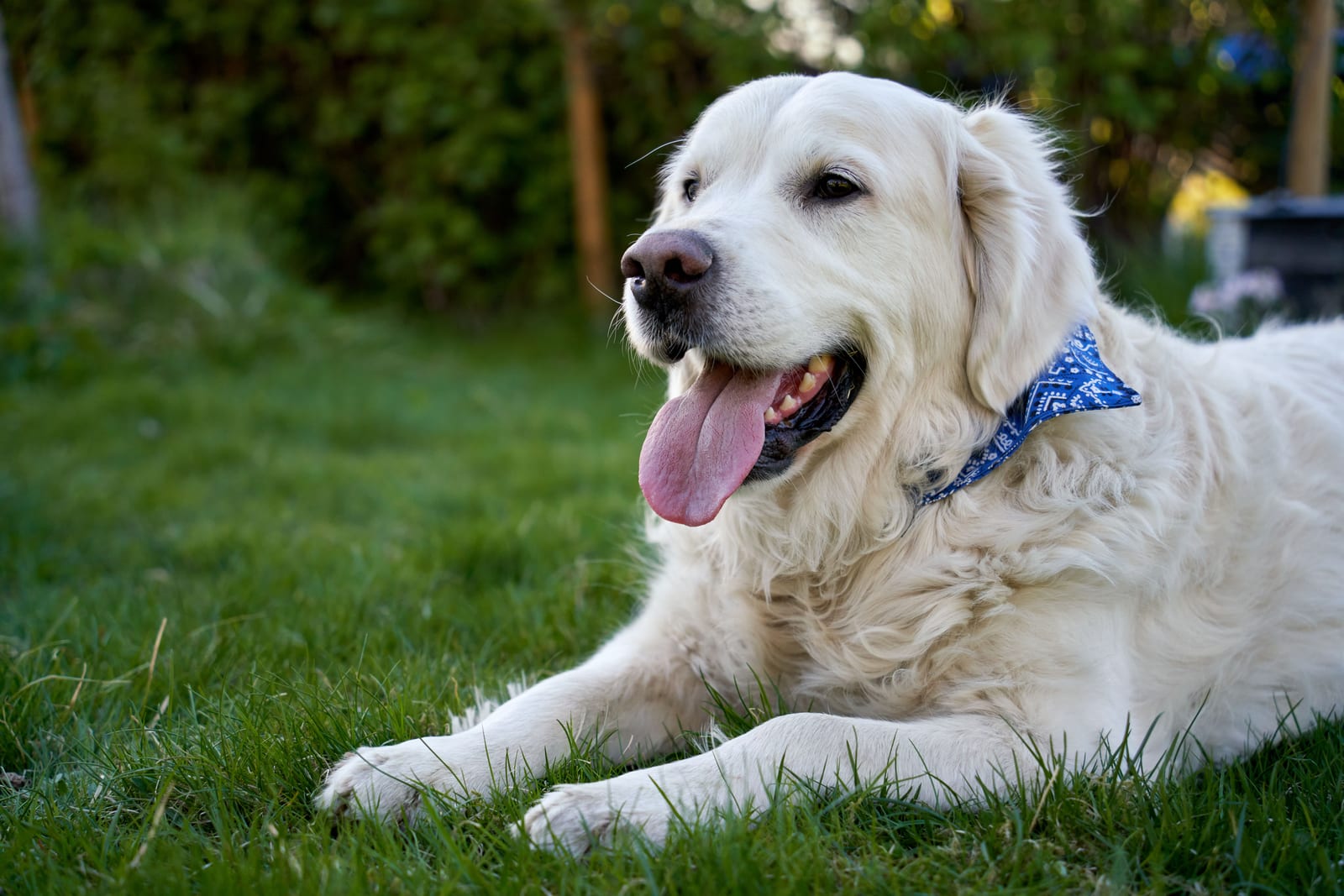 Dog Vomiting Causes — What's Normal and What's Urgent