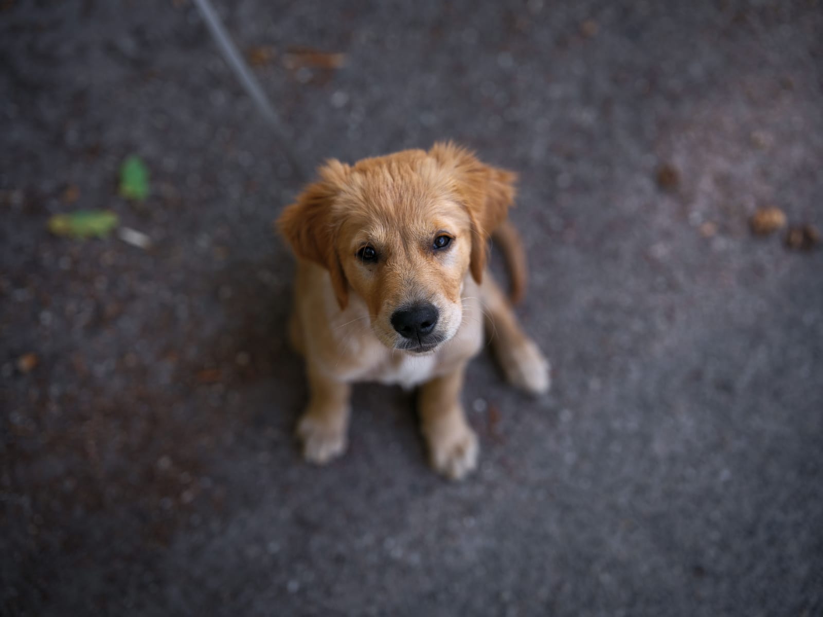 How to Crate Train a Puppy — First Night Included