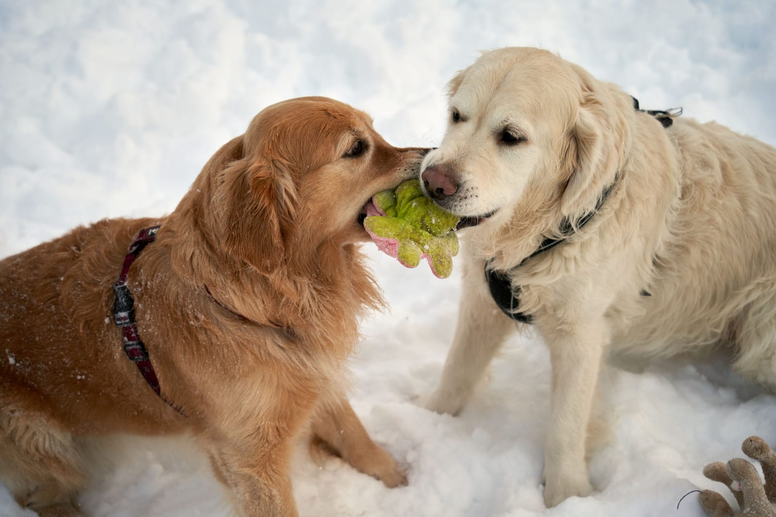How to Stop Puppy Biting — Without Yelling