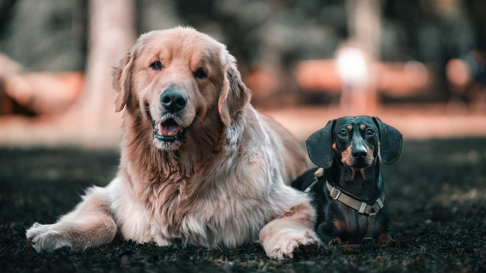 Why Do Dogs Eat Poop (Coprophagia) and How to Stop It