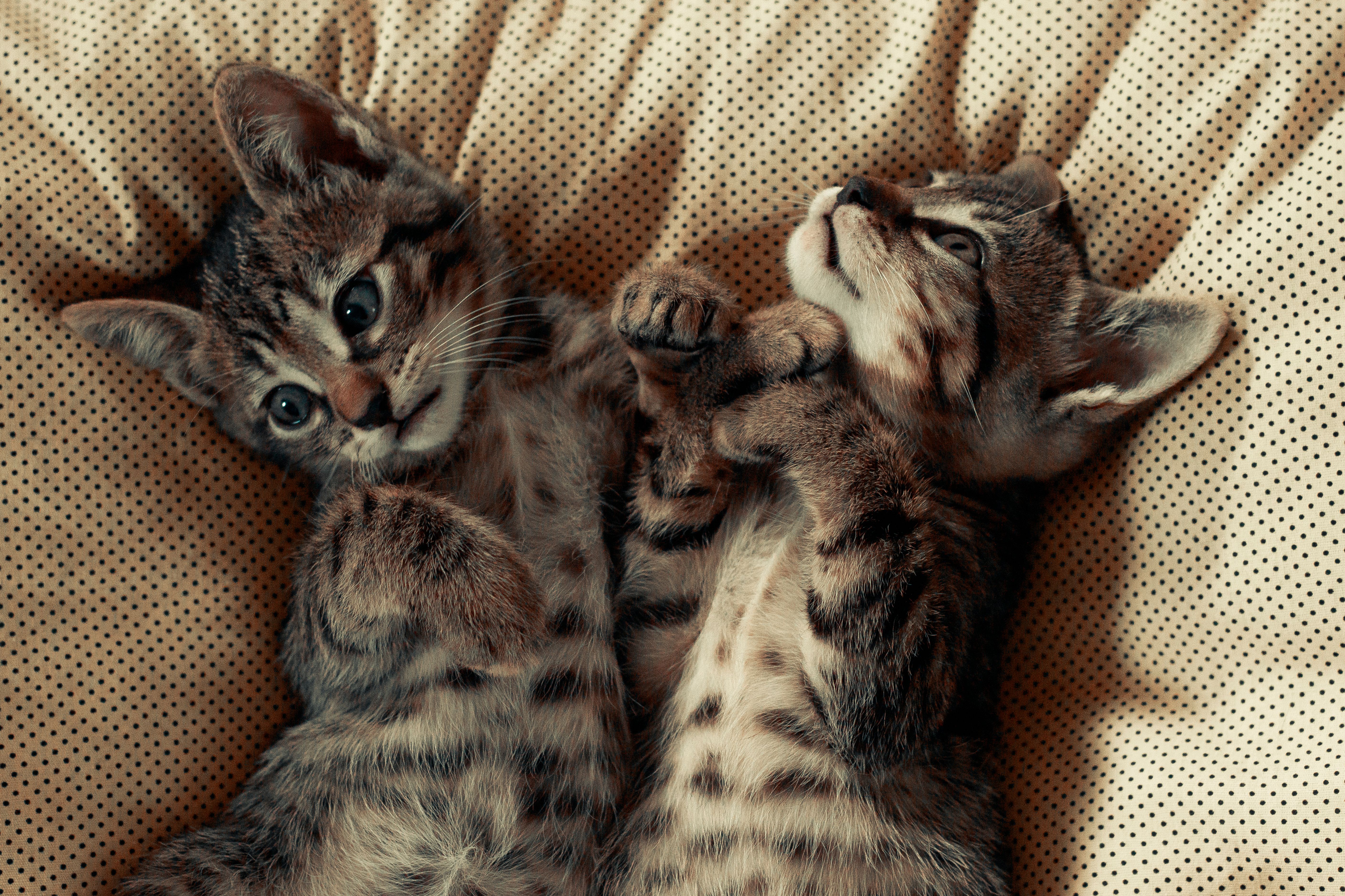 Why Does My Cat Meow at Night — and How to Make It Stop